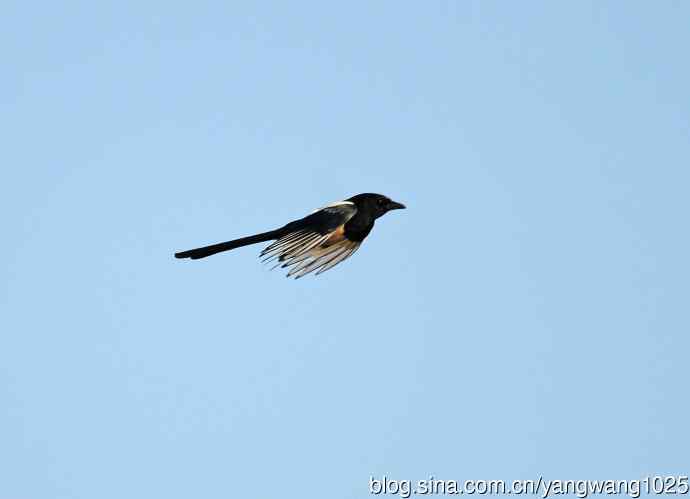 抓拍飞翔的喜鹊(习作)1 抓拍飞翔的喜鹊(习作)1