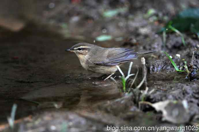 北京天坛公园的鸟类——巨嘴柳莺（5）