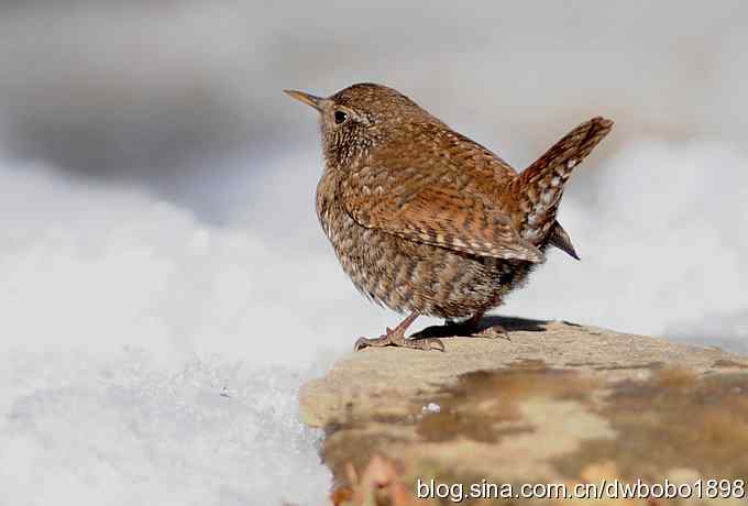 赤颈鸫和小鹪鹩