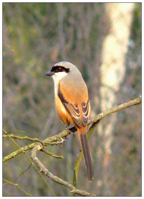 [初级观鸟讲座第5课]一步一步认识武汉的一百种鸟：公园观鸟（三）伯劳戴胜小鸊鷉