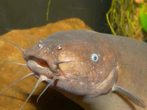 自然奇观：动物大迁徙(鳗鱼)