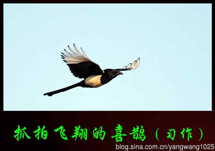 北京奥森公园的鸟类——抓拍飞翔的喜鹊（习作）2