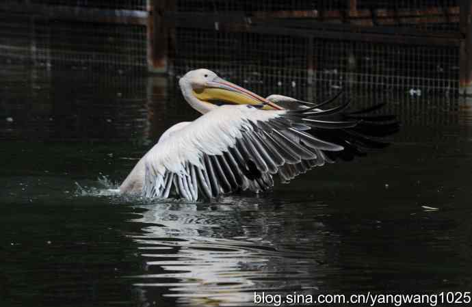 再拍大鹈鹕 wbr wbr1