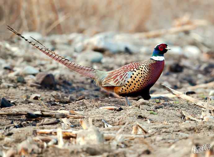 密云水库&nbsp;wbr路&nbsp;wbr大鸨、雉鸡和苍鹭