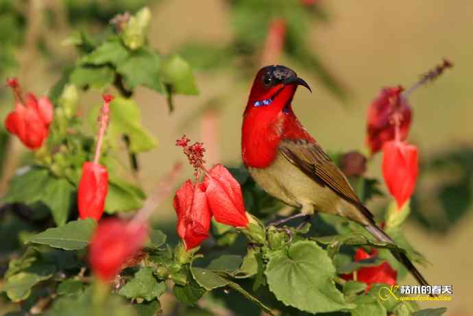 西双版纳拍鸟：黄腰太阳鸟