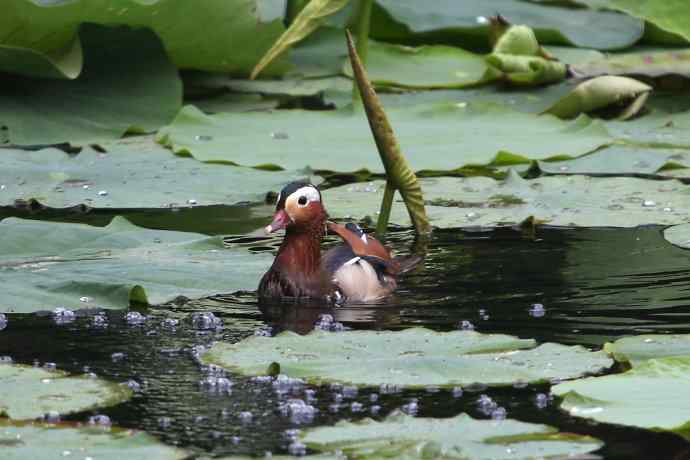 摄鸟拾趣（三） wbr鸳鸯2012.06