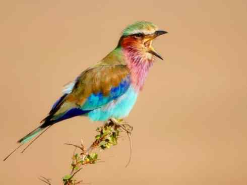 绝色攀禽：佛法僧目之佛法僧2