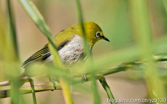 第一次遇到绣眼鸟(组图) 第一次遇到绣眼鸟(组图)