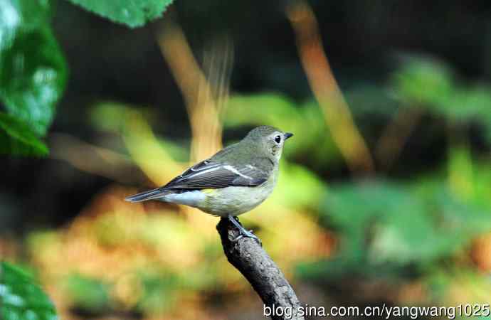 雌性白眉姬鹟(10) 雌性白眉姬鹟(10)