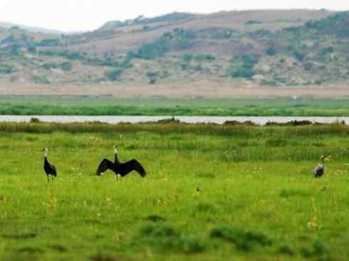 白头鸟系列：另类的美丽7（鸻鹬）