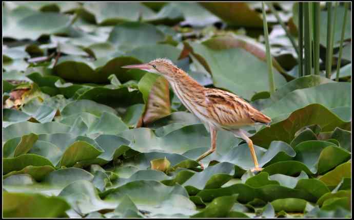 青年黄苇鳽和青年黑水鸡
