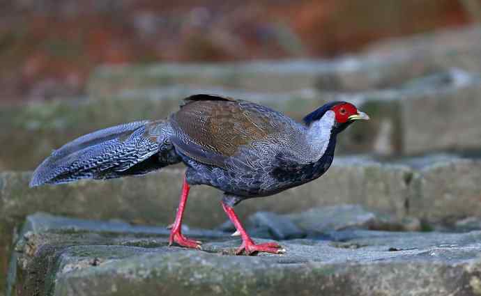 鹇鹭之洁---白鹇