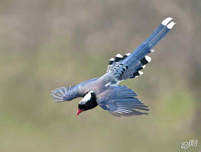 陕西洋县&nbsp;wbr路&nbsp;wbr红嘴蓝鹊