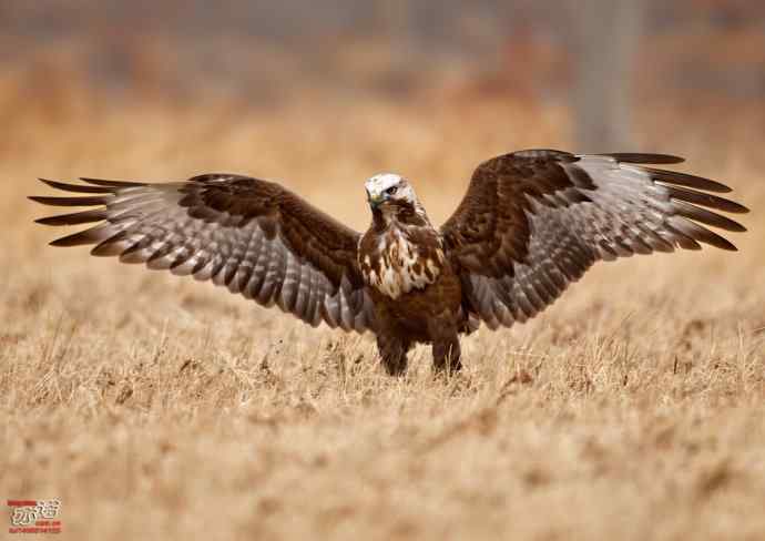 达里湖&nbsp;wbr路&nbsp;wbr大鵟