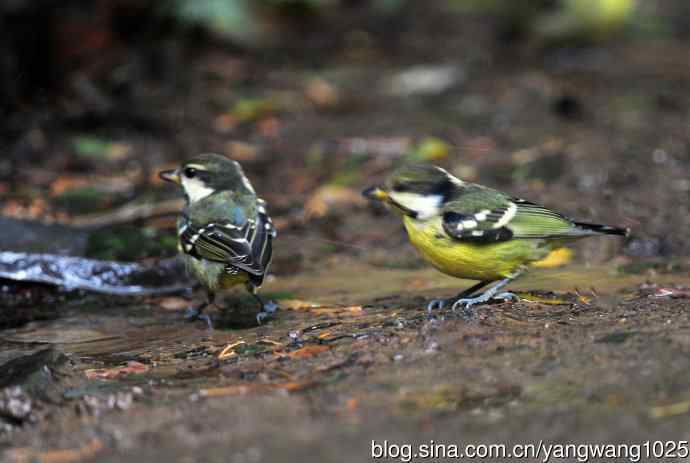 黄腹山雀(9) 黄腹山雀(9)