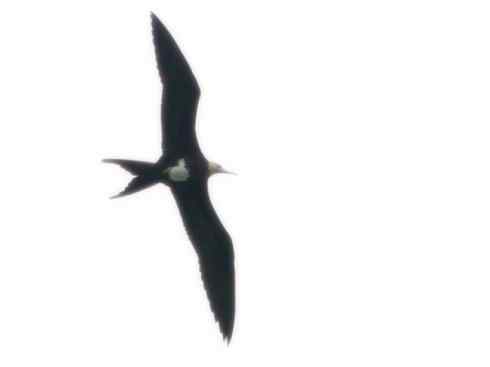 天生猎手：非猛禽类猎手之五（海上霸主军舰鸟、海鸥）