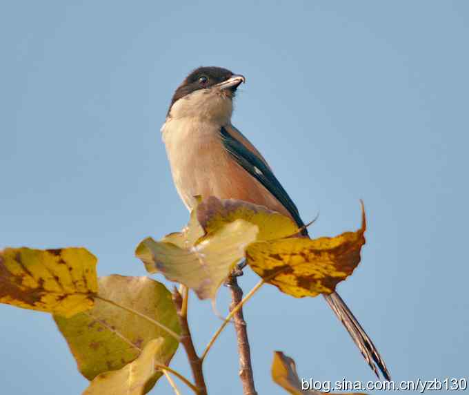 伯劳献瑞(组图)