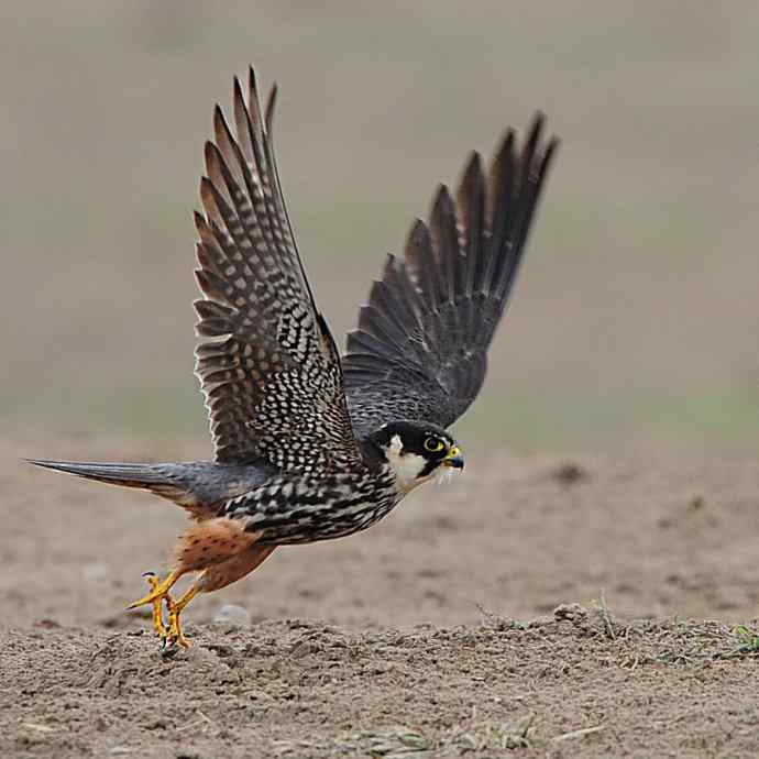狂野周末鈥斺斆颓萜ㄅ级舭妫