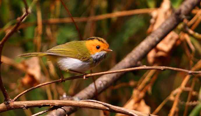 洋县两天观鸟,秦岭如此美妙! 洋县两天观鸟,秦岭如此美妙!