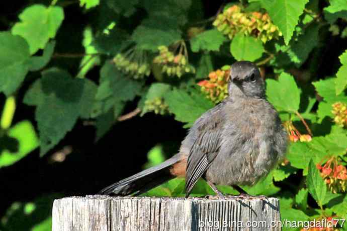 美国鸟类摄影——灰猫嘲鸫（3）