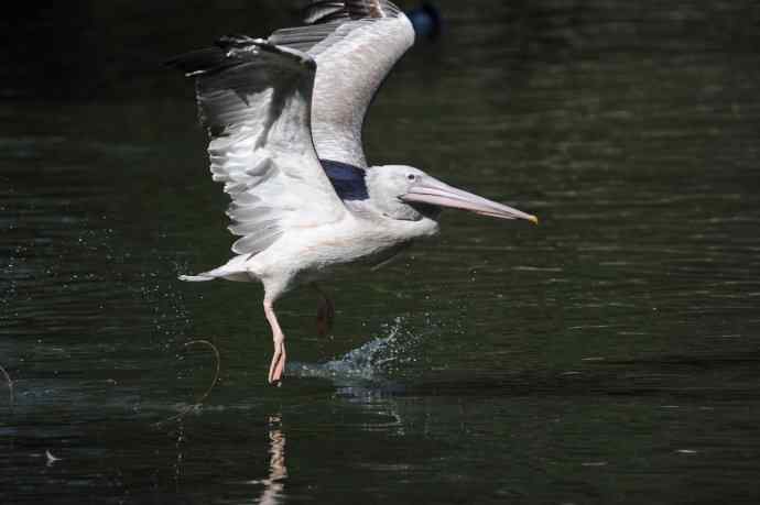 再拍大鹈鹕 wbr8