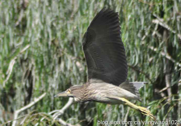 夜鹭(大丽抓拍) 夜鹭(大丽抓拍)