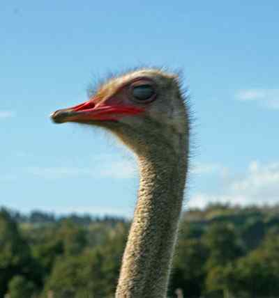 闯入新西兰鸵鸟园