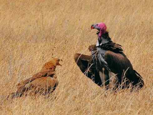 另类鸟类建筑师之一（白鹳、秃鹳）
