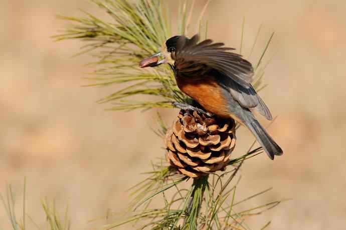 【新鸟】稻香湖的杂色山雀
