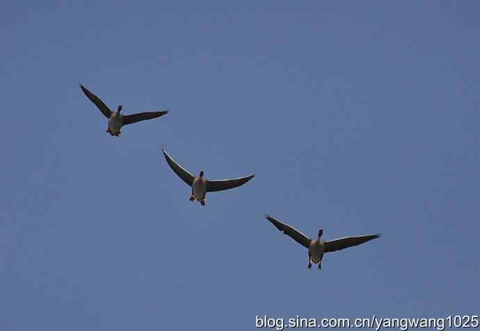 上庄水库的收获（鸿雁）2