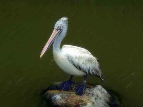 猎奇：奇特的鸟喙之十