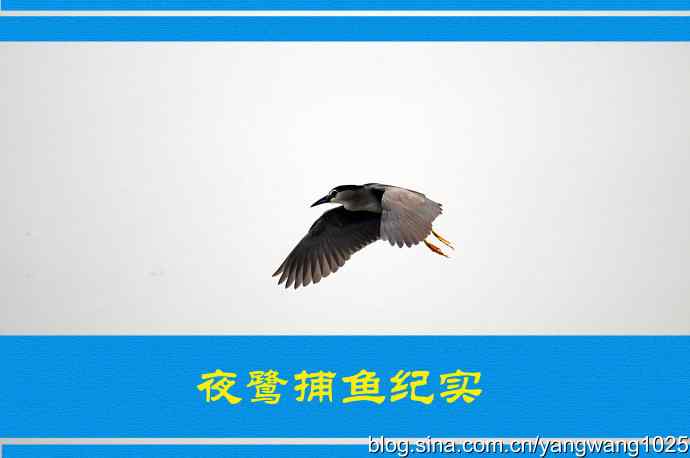夜鹭捕鱼纪实