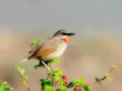 家禽驯化之源之二十七