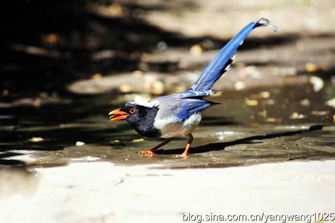 红嘴蓝鹊（2）