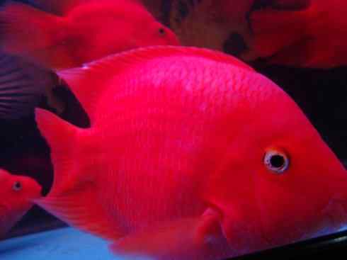 鱼类活化石:澳洲肺鱼 鱼类活化石:澳洲肺鱼