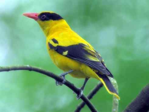 自然奇观：动物大迁徙(游禽)