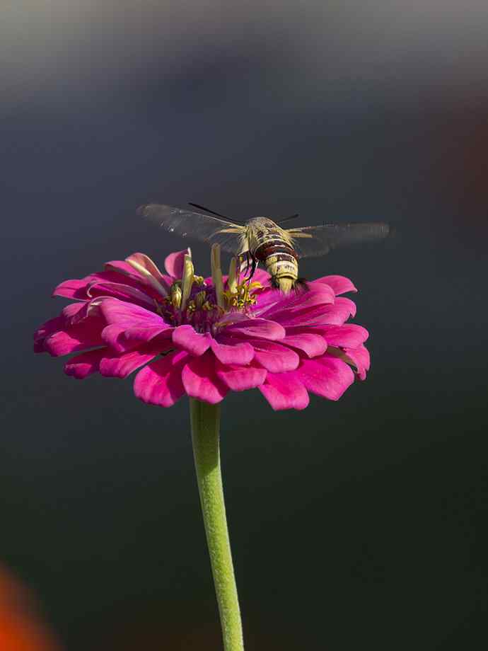 228.幸福像花儿一样美
