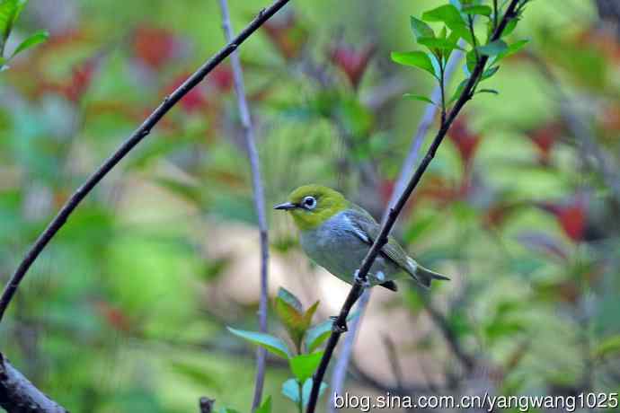红胁绣眼鸟（12）