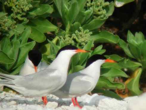 自然奇观：动物大迁徙(燕鸥类)