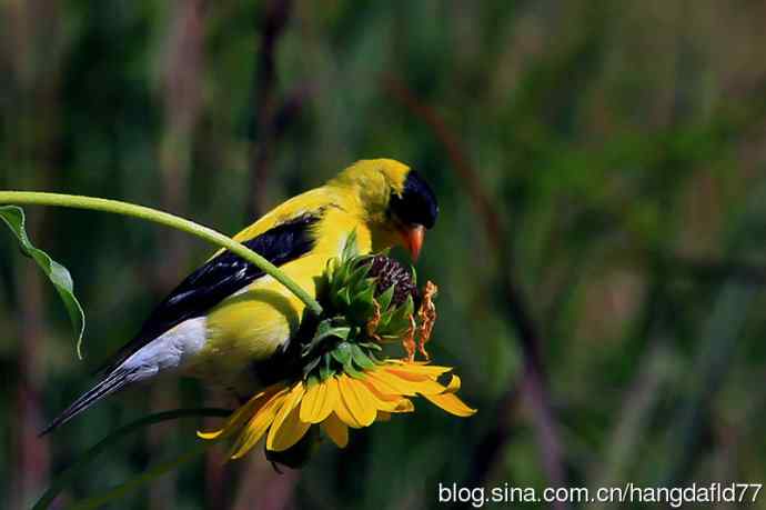 美洲金翅雀：雄鸟（2）