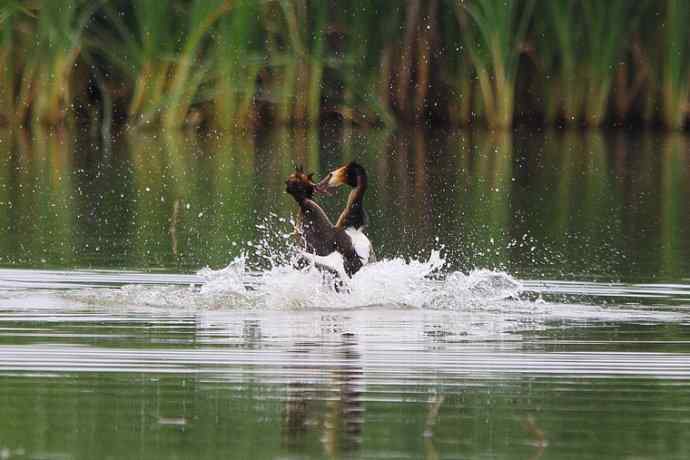 凤头鸊鷉（五）护犊撕打