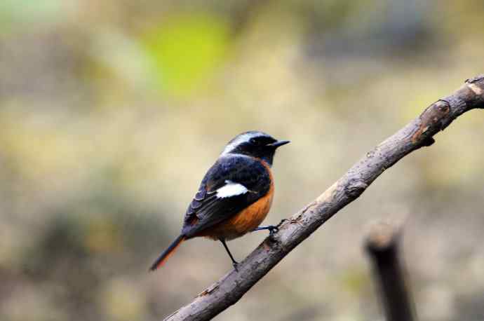 雄性北红尾鸲（8）