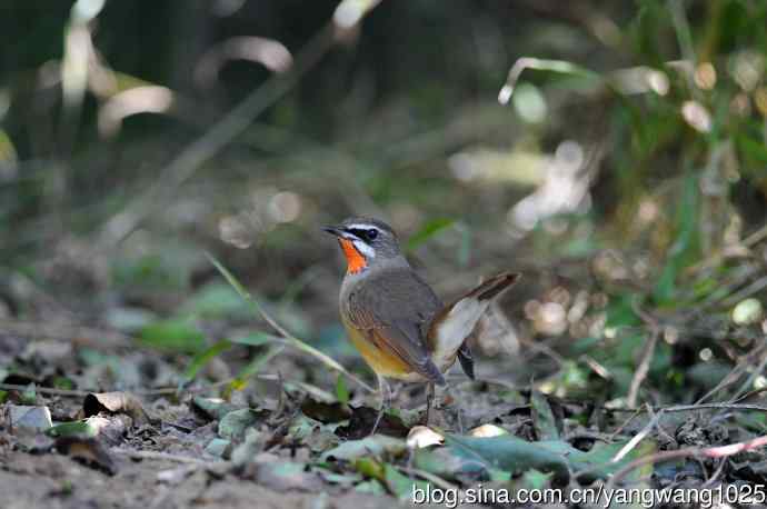 红喉歌鸲（13）