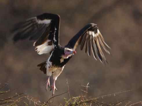 鸟类之最：高山兀鹫