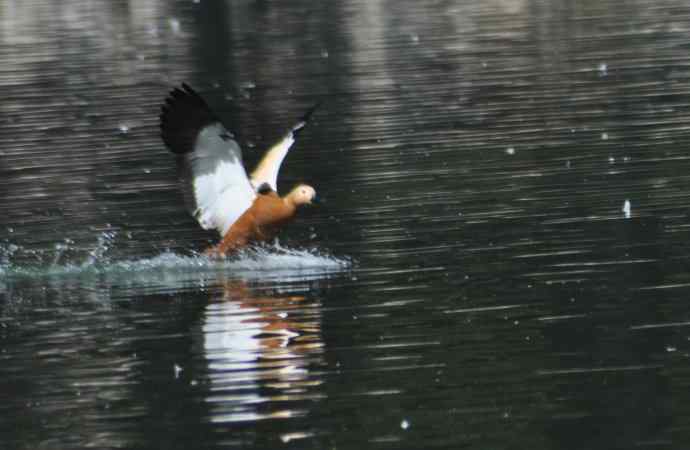 八月十六（杂片）