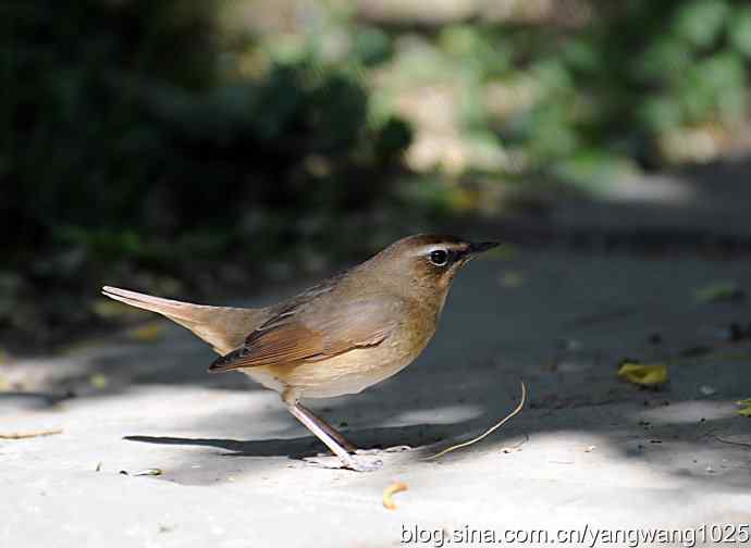 红喉歌鸲 红喉歌鸲