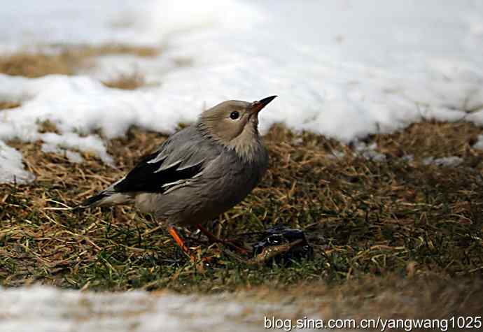 丝光椋（liang）鸟