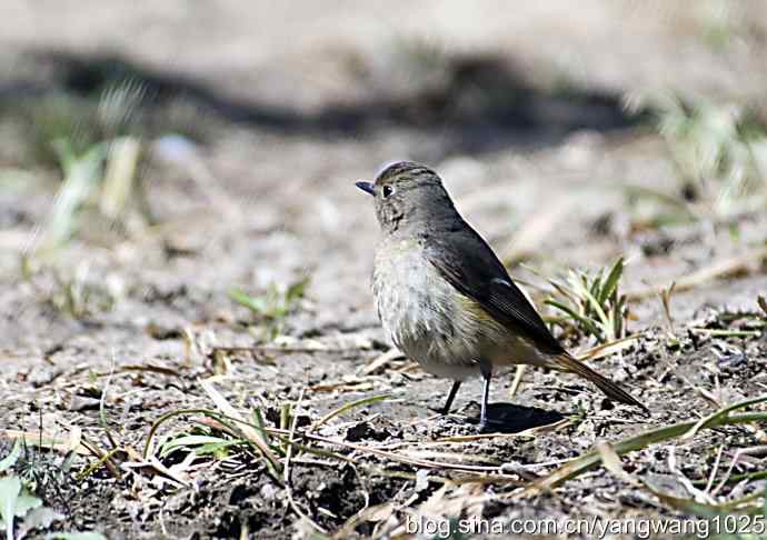 自然和谐的日坛公园（北红尾鸲）