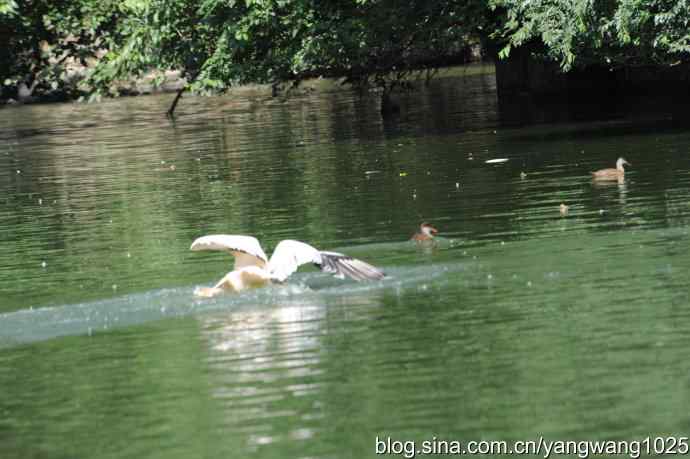 夜鹭与鹈鹕（抓拍）