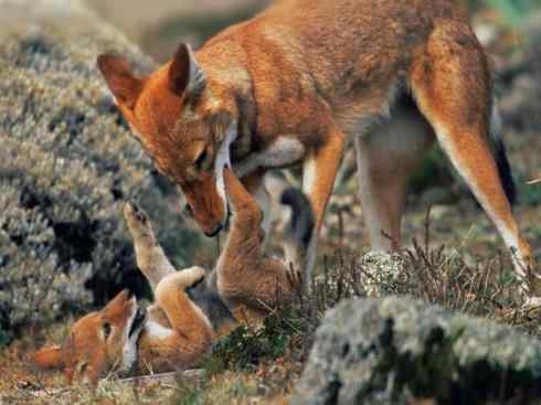 犬科:犬亚科犬属之西门豺、侧纹豺(胡狼类) 犬科:犬亚科犬属之西门豺、侧纹豺(胡狼类)